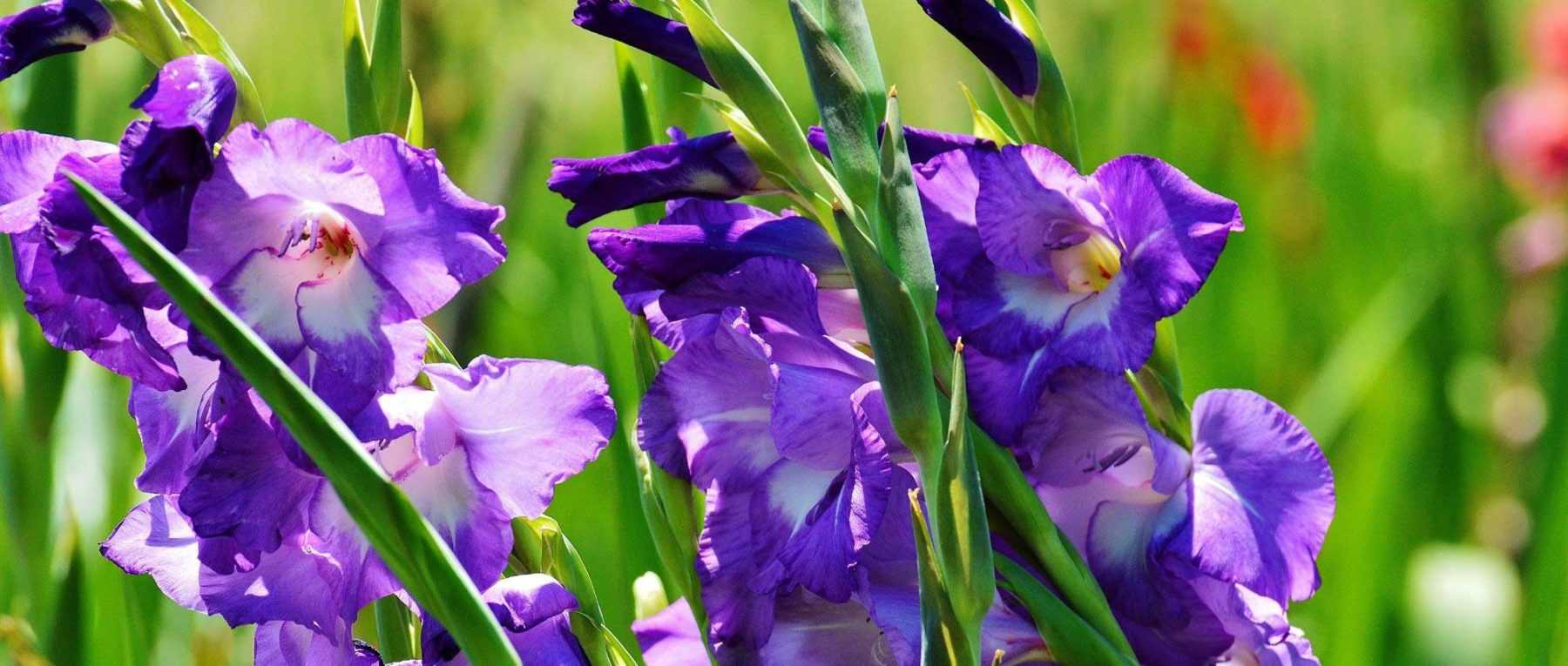 10 summer bulbs to plant in spring