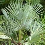 <em>Chamaerops</em>, dwarf palm: to plant, to grow and to care for