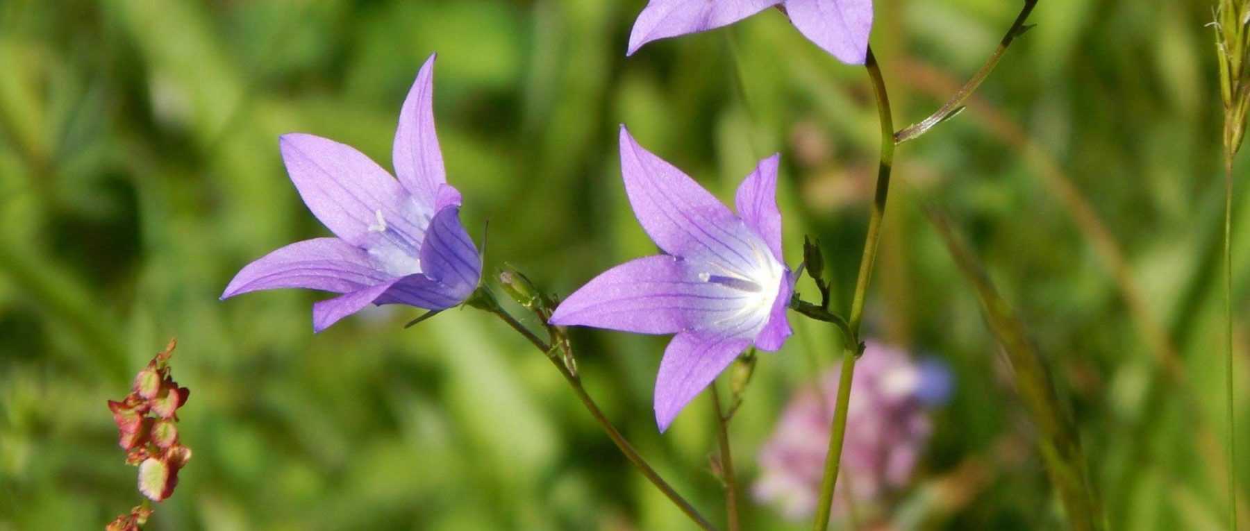 Gardening in calcareous soil: tips and suitable plants