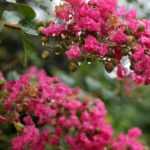 Crepe myrtle, <em>Lagerstroemia</em>: 6 ideas for successful pairings!