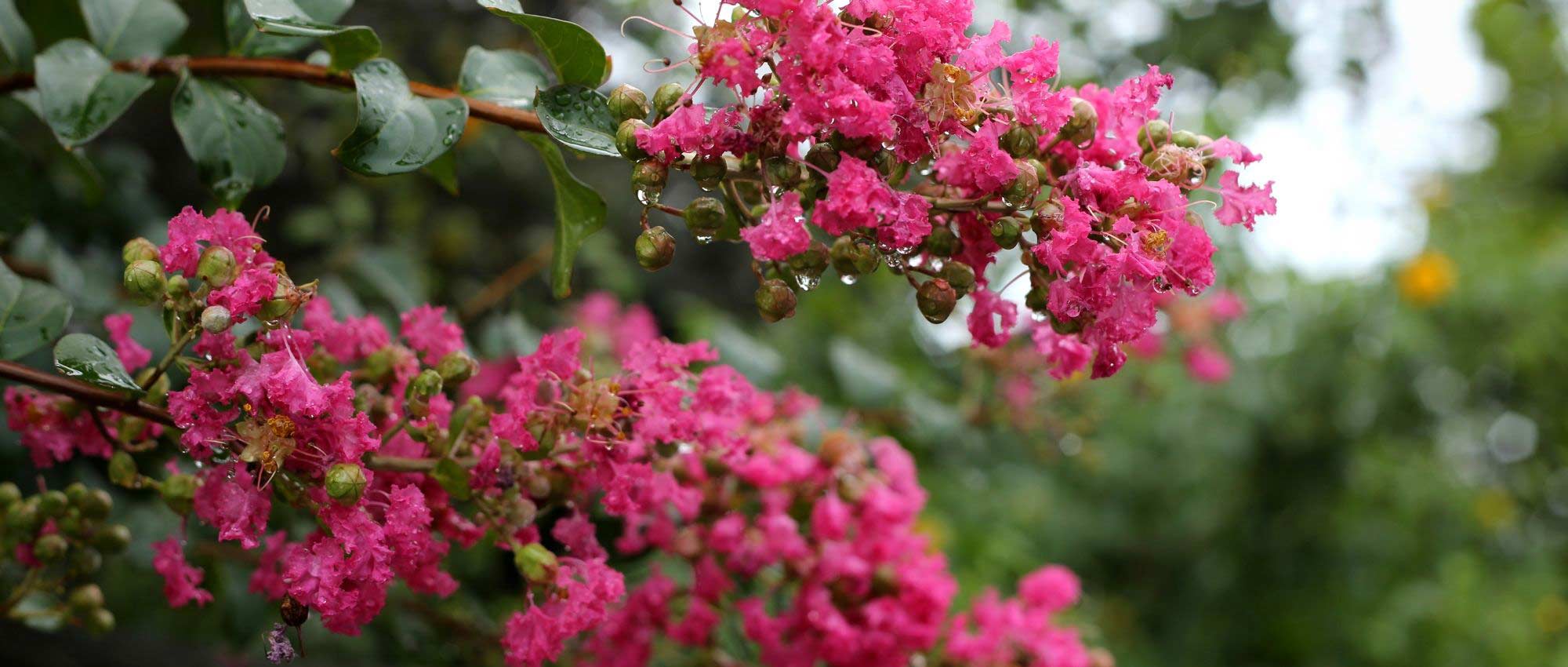 Crepe myrtle, <em>Lagerstroemia</em>: 6 ideas for successful pairings!