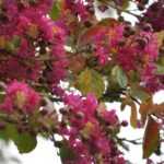 When and how to carry out pruning of <em>Lagerstroemia</em> or crepe myrtle?