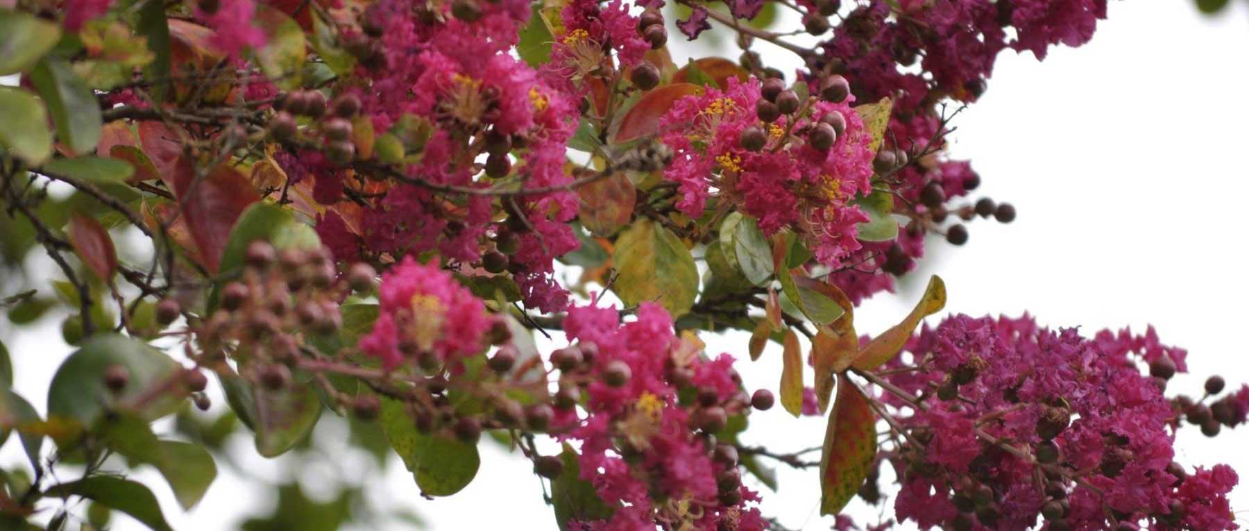 When and how to carry out pruning of <em>Lagerstroemia</em> or crepe myrtle?