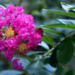 Crape myrtle, <em>Lagerstroemia</em>: 6 dwarf varieties perfect for growing in pots
