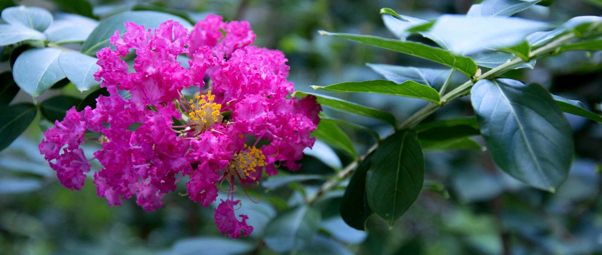Crape myrtle, <em>Lagerstroemia</em>: 6 dwarf varieties perfect for growing in pots