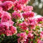 Crepe myrtle, <em>Lagerstroemia</em>: which variety to choose?