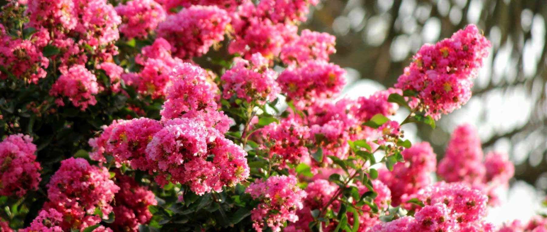 Crepe myrtle, <em>Lagerstroemia</em>: which variety to choose?