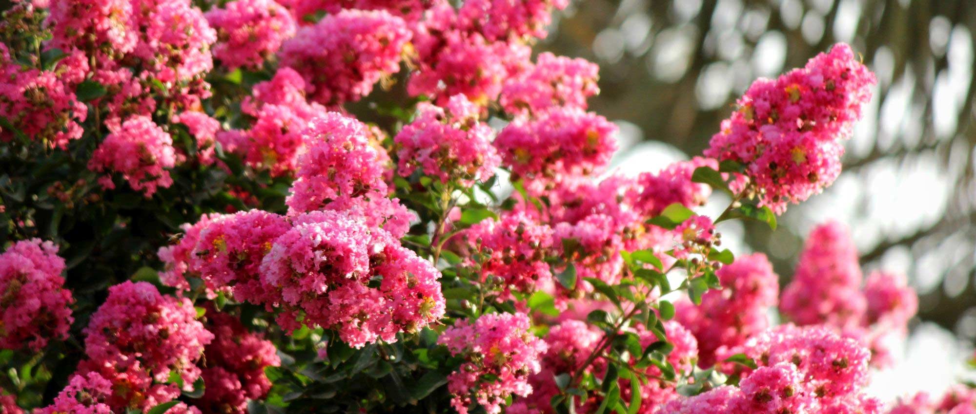 Crepe myrtle, <em>Lagerstroemia</em>: which variety to choose?