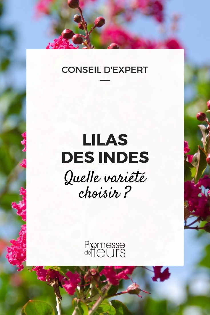 Indian Lilac - Buying Guide