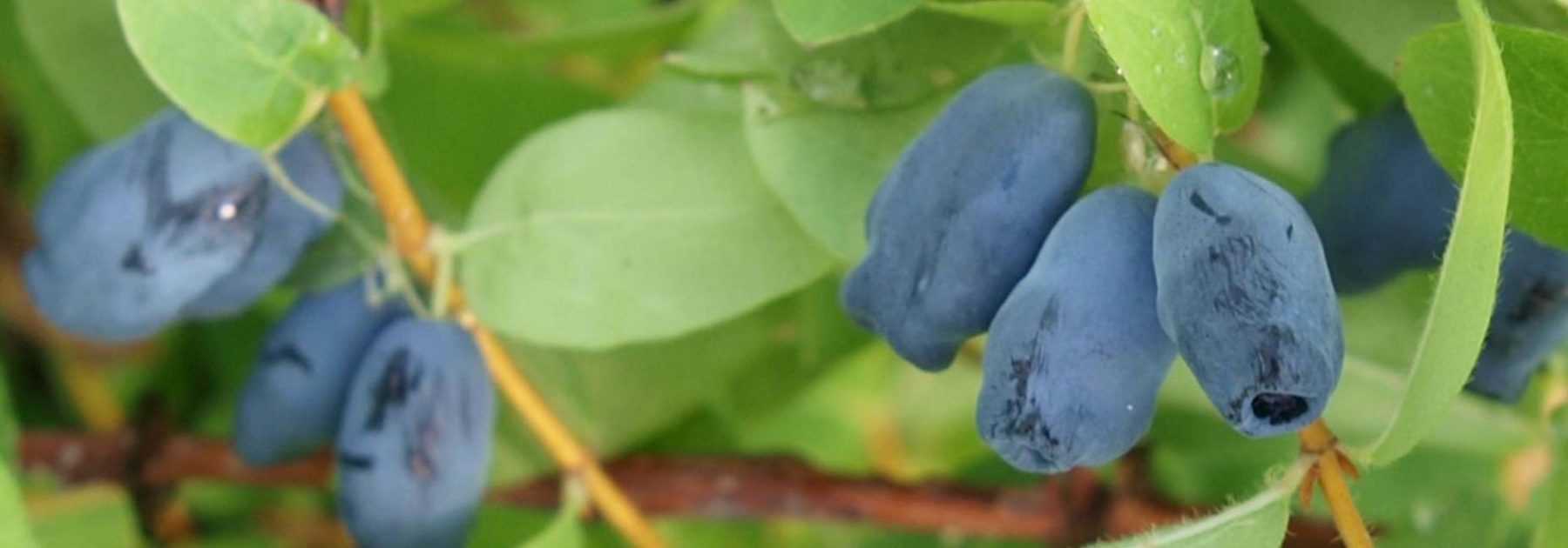 Blue honeysuckle, haskap: planting, cultivation, care