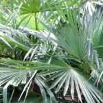 <em>Trachycarpus</em>, hemp palm: to plant, to grow and to care for