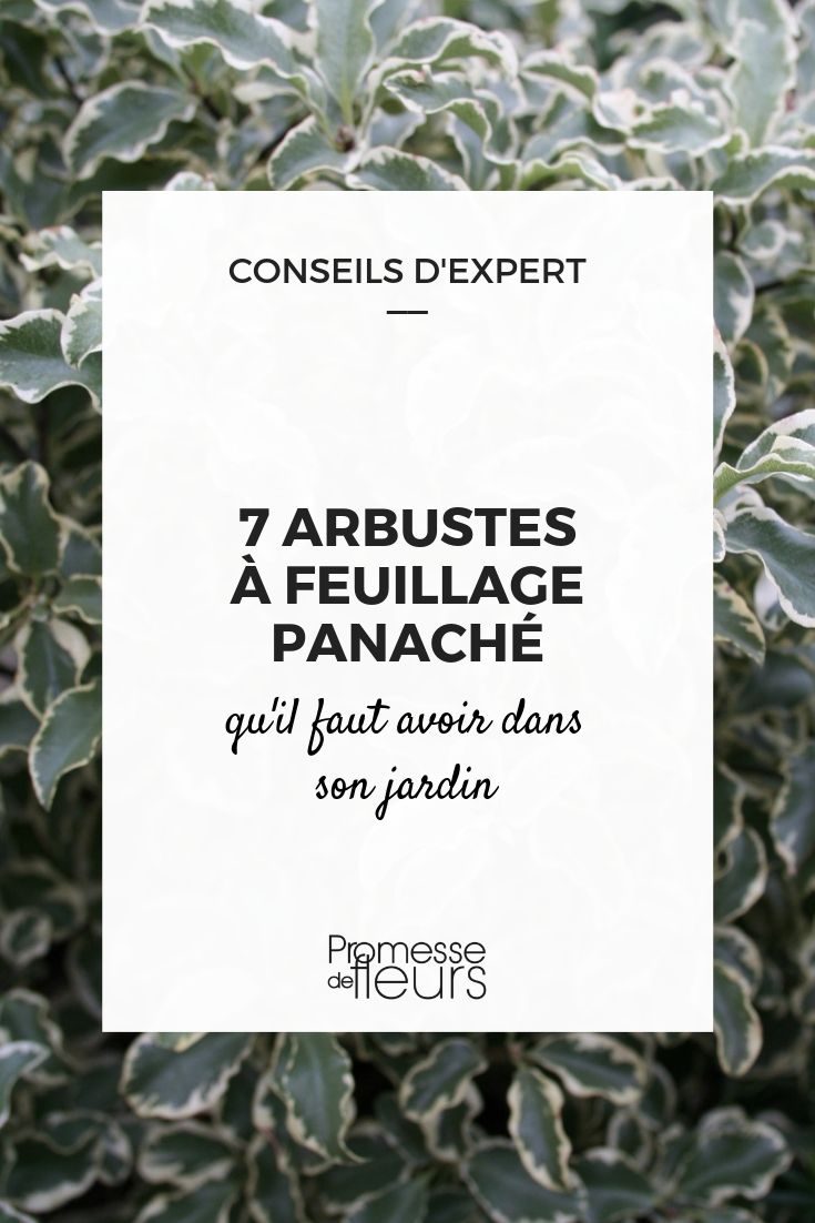variegated bushes