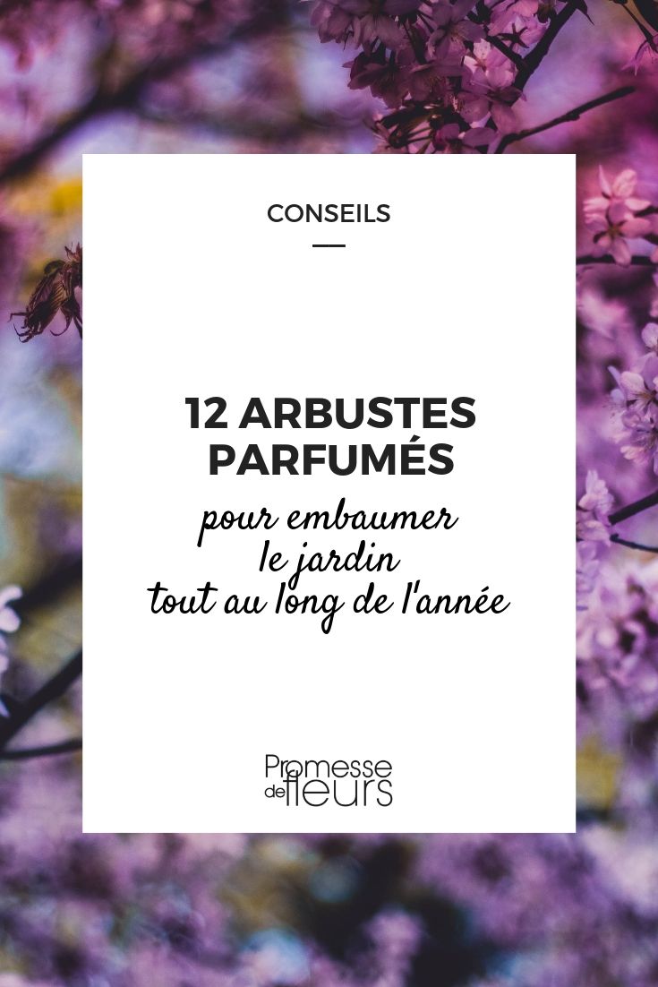 Fragrant Bushes