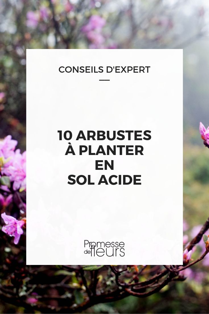 bushes for acidic soil or heather soil