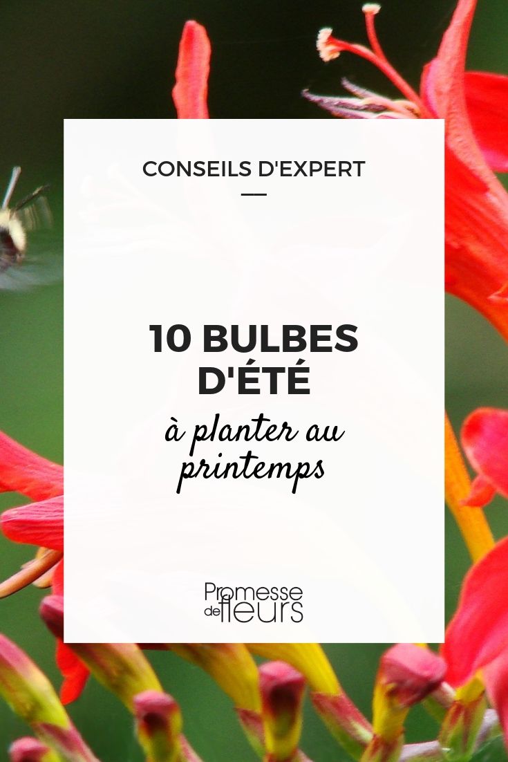 summer flowering bulbs