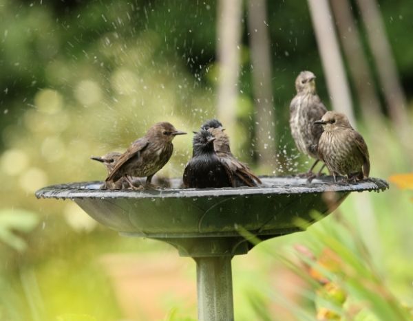 Heatwave, scorching temperatures: thirsty? Garden animals too!