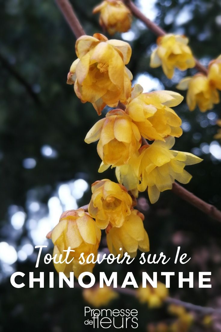 Chimonanthus: Everything You Need to Know

Chimonanthus, commonly known as wintersweet, is a genus of flowering plants that is highly cherished for its vibrant blooms and sweet fragrance during the colder months. In this article, we will delve into the essential aspects of Chimonanthus, providing you with all the information you need to grow and care for this delightful plant.

### Origin and Characteristics

Chimonanthus originates from China and has been cultivated for centuries due to its ornamental and aromatic qualities. The plant typically grows as a shrub or small tree and can reach up to 4 meters in height. Its leaves are simple, lanceolate, and deciduous. However, it is most renowned for its flowers, which appear in winter or early spring. These flowers are usually pale yellow with a purple center and emit a strong, pleasant fragrance.

### Planting and Care

**Location and Soil:**
Chimonanthus thrives in well-drained soil and prefers a sunny to partially shaded location. It is essential to protect the plant from strong winds and to ensure the soil is fertile and loamy.

**Watering and Feeding:**
Regular watering is crucial, especially during dry spells. However, it is important to avoid waterlogging as this can lead to root rot. Feeding the plant with a balanced fertilizer in early spring can promote healthier blooms.

**Pruning and Maintenance:**
Pruning should be done immediately after flowering to maintain the shape of the plant and encourage new growth. Remove any dead or damaged branches to keep the plant healthy and well-groomed.

### Common Issues

Chimonanthus is relatively hardy but can be susceptible to certain pests and diseases. Aphids and scale insects are common pests that may attack the plant. These can be controlled with appropriate insecticides or natural remedies like neem oil. Additionally, fungal diseases such as leaf spot can occur, particularly in humid conditions. Ensuring good air circulation and proper spacing can help prevent these issues.

### Uses and Benefits

Apart from its ornamental use in gardens, Chimonanthus is also valued for its cut flowers, which can bring a touch of winter beauty and fragrance indoors. Moreover, the plant is believed to have several medicinal properties, including anti-inflammatory and analgesic effects.

### Conclusion

Chimonanthus, with its enchanting flowers and fragrance, makes a splendid addition to any garden. By following the care tips outlined above, you can enjoy the beauty and aroma of this exceptional plant throughout the winter season. Whether you are an amateur gardener or a professional horticulturist, Chimonanthus offers a unique charm that is sure to enhance your garden landscape.