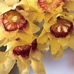Chimonanthe, <em>Chimonanthus praecox</em>: planting, cultivation, pruning