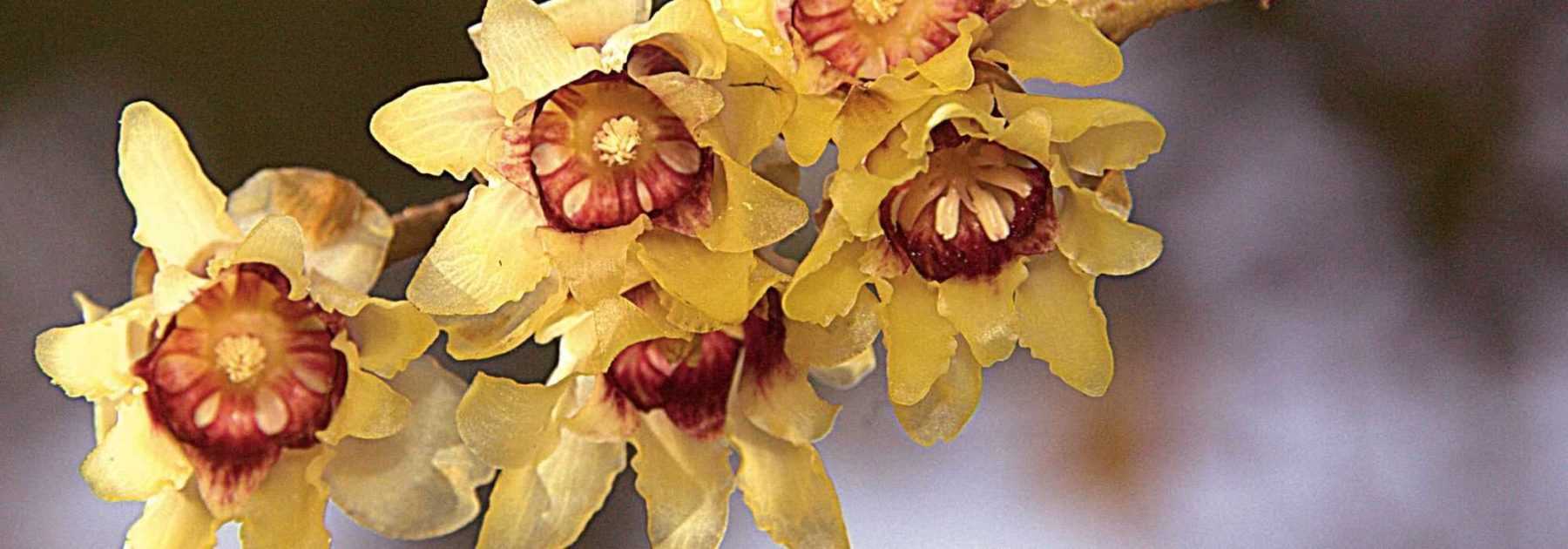 Chimonanthe, <em>Chimonanthus praecox</em>: planting, cultivation, pruning