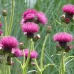 Cirse, <em>Cirsium</em>: planting, growing, care