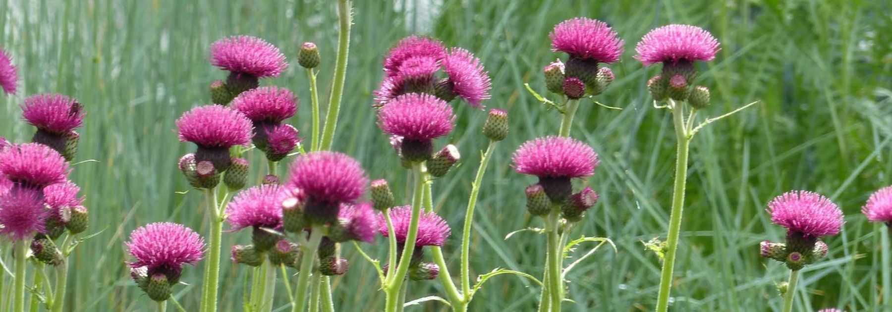 Cirse, <em>Cirsium</em>: planting, growing, care