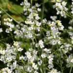 <em>Crambe</em>, sea kale or nuage: to plant, to grow, to care for