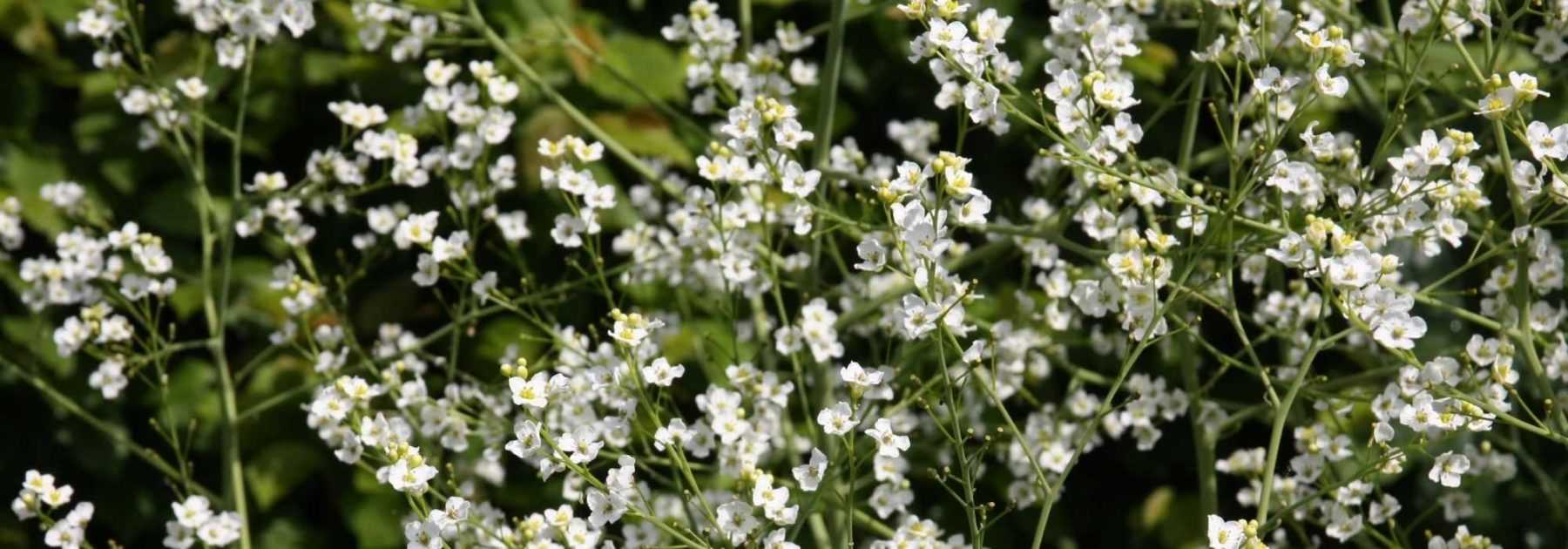 <em>Crambe</em>, sea kale or nuage: to plant, to grow, to care for