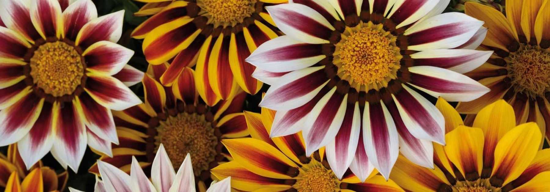 <em>Gazania</em>: sowing, planting and care