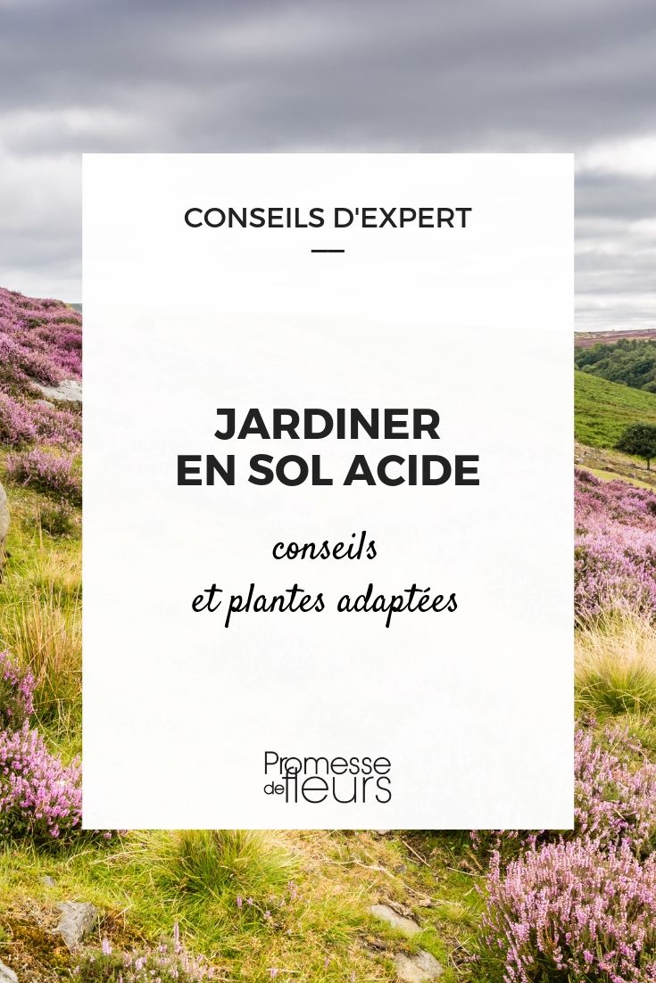 Acidic Soil in the Garden