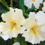 <em>Mimulus</em>, mimule: planting and care