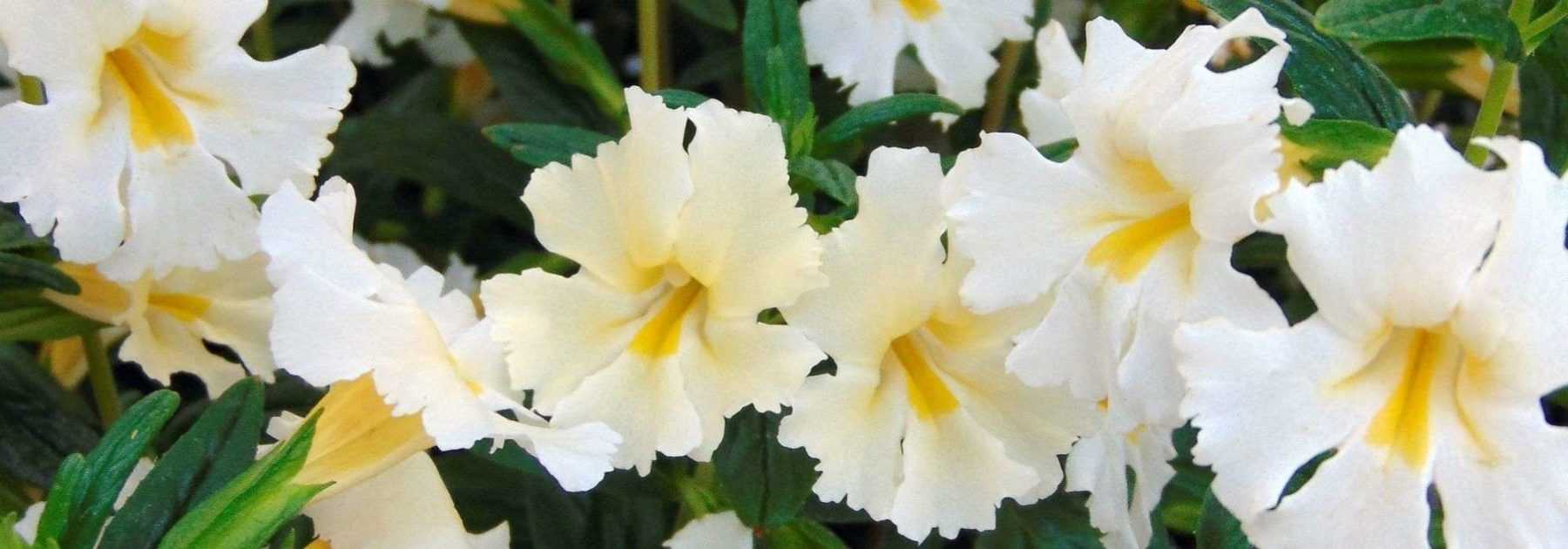 <em>Mimulus</em>, mimule: planting and care