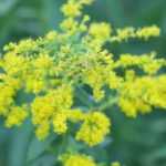<em>Solidago</em>, goldenrod: planting, cultivation, care