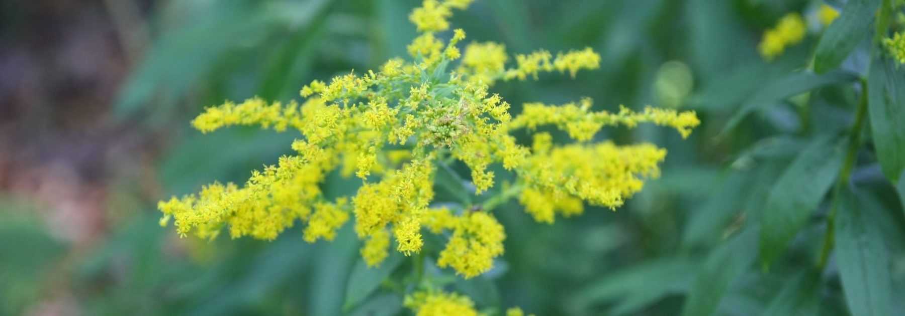 <em>Solidago</em>, goldenrod: planting, cultivation, care
