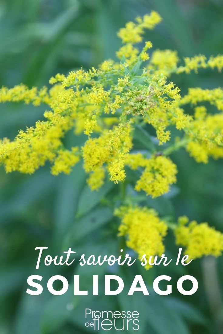 Goldenrod: Everything You Need to Know

Goldenrod, scientifically known as Solidago, is a striking perennial that brightens gardens with its vibrant yellow spikes. If you're considering adding goldenrod to your garden, here’s everything you need to know about this hardy plant.

### Characteristics of Goldenrod

Goldenrod varieties can range in height from a modest 30 cm to over a metre, making them versatile for different garden settings. They generally bloom from late summer to autumn, providing a late-season burst of colour when many other flowers are fading.

### Planting and Care

Goldenrod thrives in full sun but can tolerate partial shade. It prefers well-drained soil and, once established, is quite drought-resistant, making it a low-maintenance option for gardeners.

### Benefits in the Garden

Not only does goldenrod add visual appeal, but it's also beneficial for attracting pollinators such as bees and butterflies. Additionally, it can help support biodiversity in your garden.

### Common Varieties

Some popular varieties of goldenrod include:
- *Solidago virgaurea*, known for its compact form and suitability for smaller spaces.
- *Solidago canadensis*, which is taller and ideal for creating a backdrop in garden borders.

### Conclusion

Goldenrod is a wonderful addition to any garden, offering both aesthetic and ecological benefits. Whether you're a seasoned gardener or a beginner, consider goldenrod for a splash of autumn colour and a boost to your garden's biodiversity.