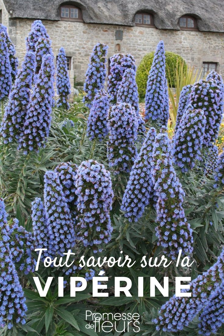 Echium or Viper's Bugloss: Planting, Sowing, and Maintenance

Echium, commonly known as Viper's Bugloss, is a striking addition to any garden with its vibrant blooms and unique structure. Whether you're looking to enhance your garden's aesthetic or attract pollinators, understanding how to plant, sow, and maintain these young plants is essential.

**Planting Echium**
To ensure your Echium thrives, choose a location that receives full sun. These young plants prefer well-drained soil, ideally sandy and not too rich, to prevent the roots from becoming waterlogged. Planting in spring or early summer is ideal, allowing the plant to establish itself before the colder months.

**Sowing Echium Seeds**
Sowing Echium seeds can be done directly in the ground during spring. Make sure to space the seeds about 45 cm apart to give each young plant enough room to grow. Cover the seeds lightly with soil and water gently. Germination usually occurs within two to three weeks, depending on the soil temperature and moisture levels.

**Maintaining Echium**
Echium young plants require minimal maintenance once established. Water them during prolonged dry periods and deadhead regularly to promote continuous flowering. In regions with harsh winters, protect the base of the plant with a layer of mulch to provide insulation against freezing temperatures.

By following these simple steps, you can enjoy the spectacular display of Echium in your garden for many seasons to come.