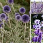 Ornamental thistles: add some flair to your borders!