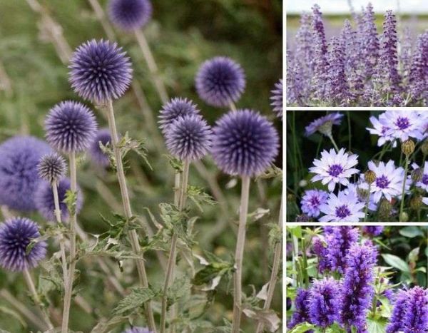 Ornamental thistles: add some flair to your borders!