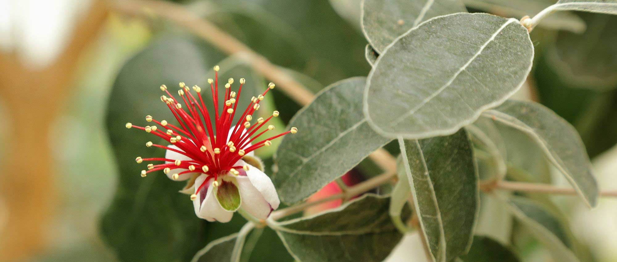 Feijoa sellowiana, Brazilian guava: plant, grow and harvest its fruit