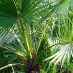 <em>Washingtonia</em>, Mexican fan palm: plant, grow and care for