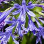 Agapanthus: 7 reliable varieties