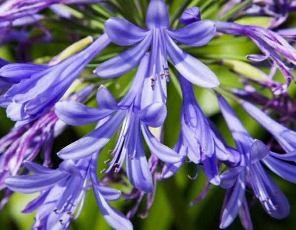 Agapanthus: 7 reliable varieties