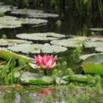 Choosing aquatic plants for a pond or basin