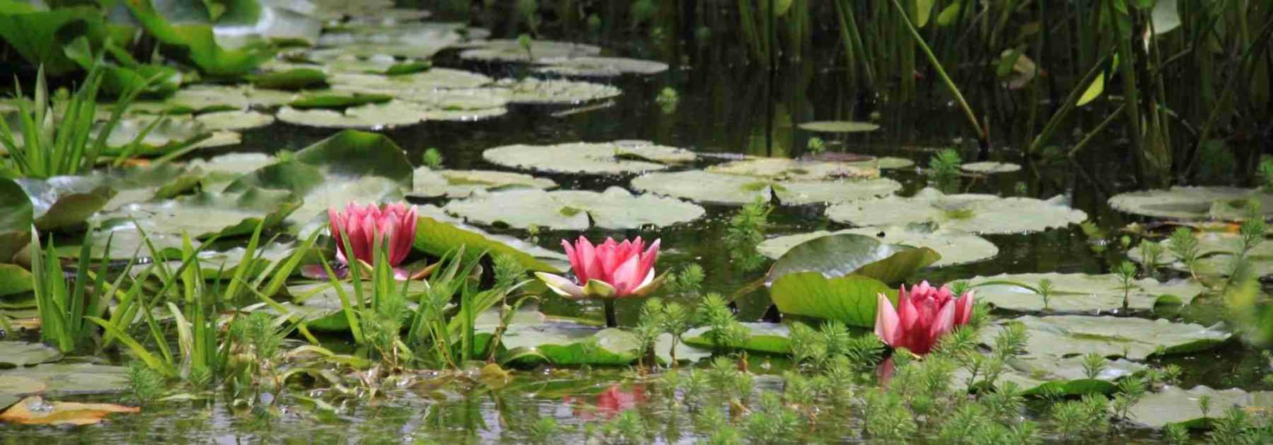 Choosing aquatic plants for a pond or basin