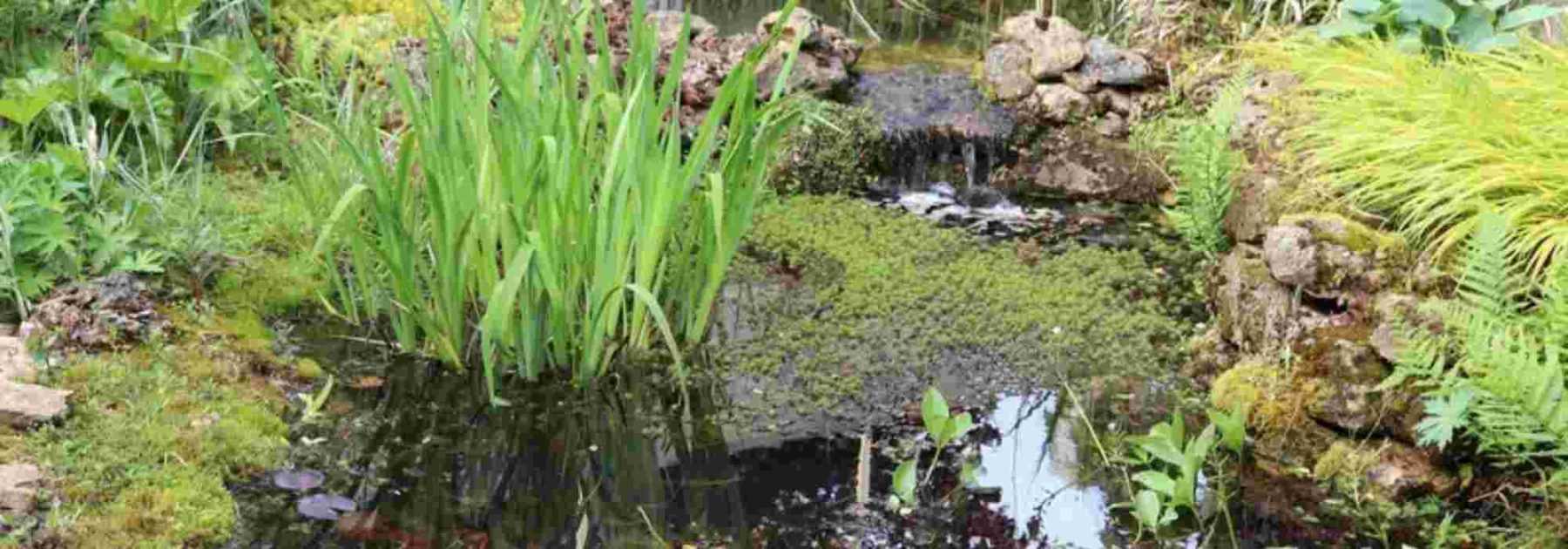Create a natural pond in your garden