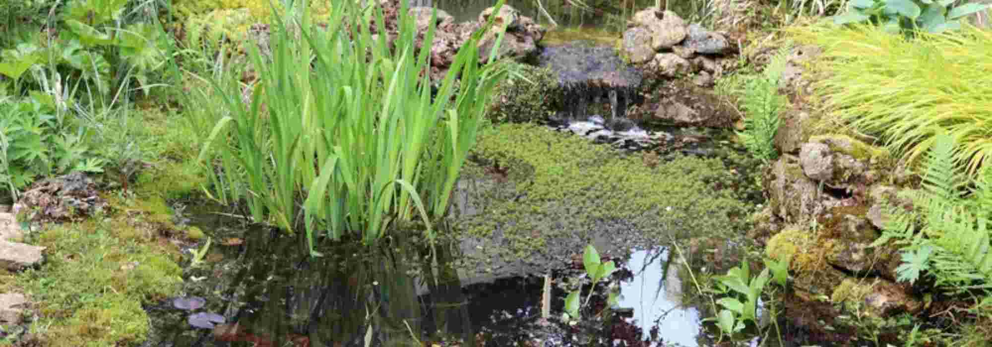 Create a natural pond in your garden