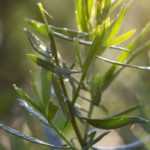 Tarragon: plant, sow, harvest