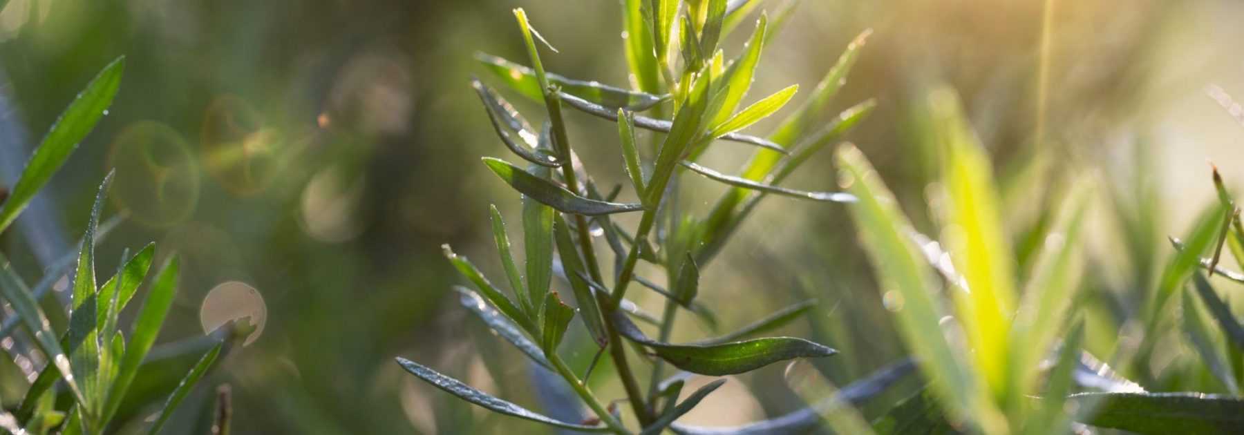 Tarragon: plant, sow, harvest