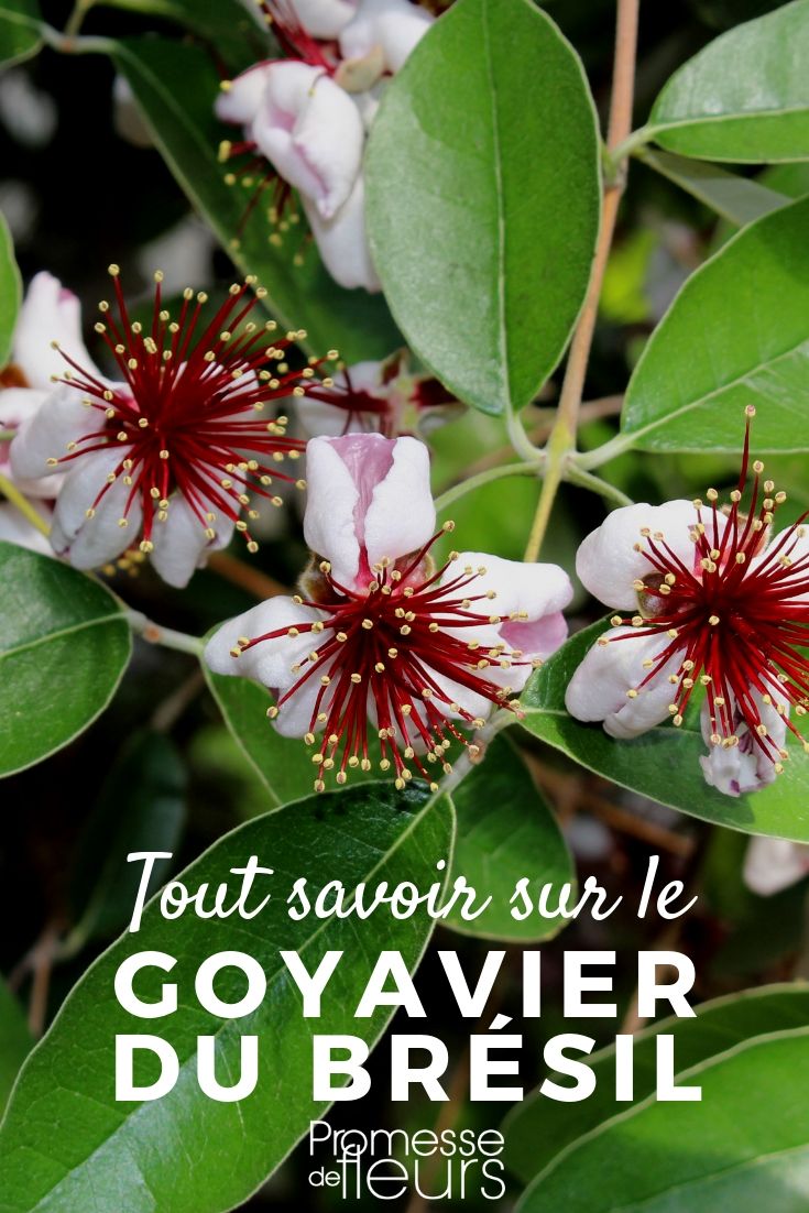 Feijoa sellowiana, Brazilian guava