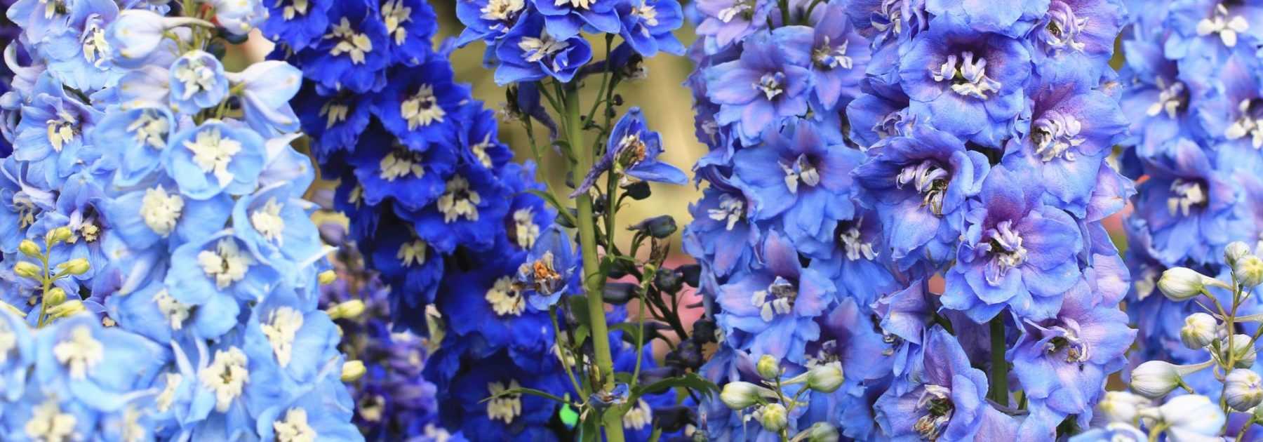 10 perennial plants with blue flowers you must have in your garden