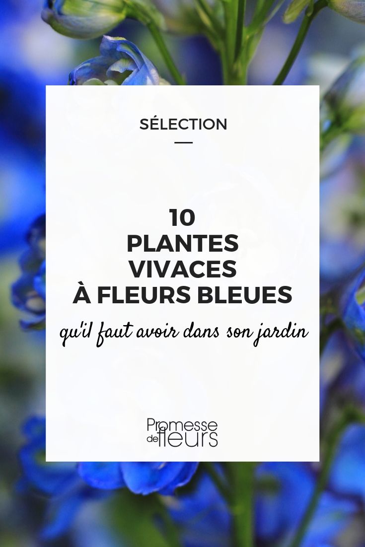 Blue flowers: the best perennials